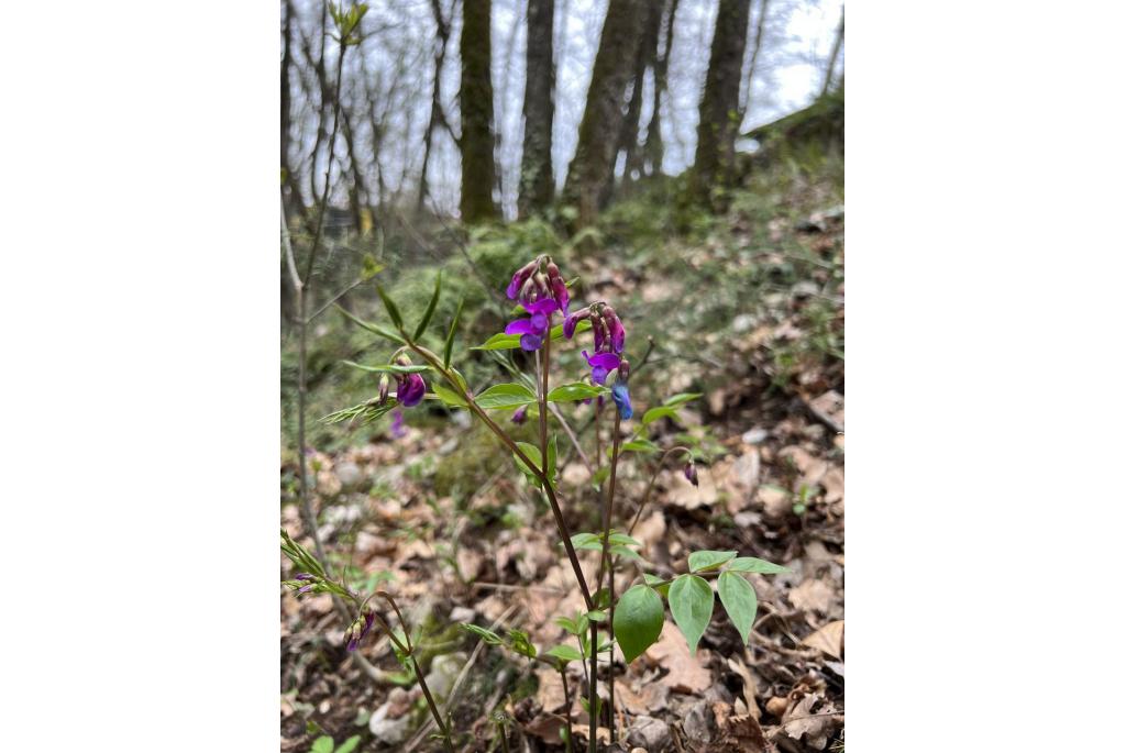 Voorjaars lathyrus