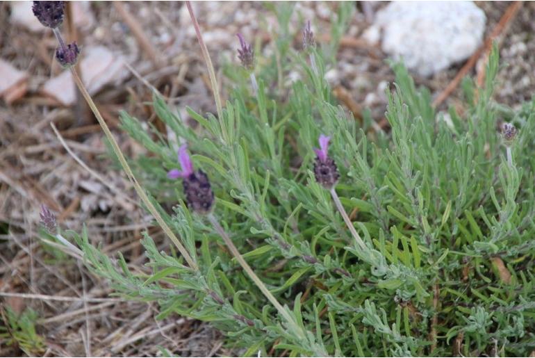 Lavandula pedunculata ssp pedunculata -7342