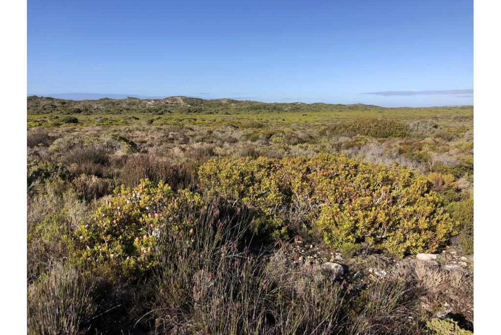 Muir's leucadendron