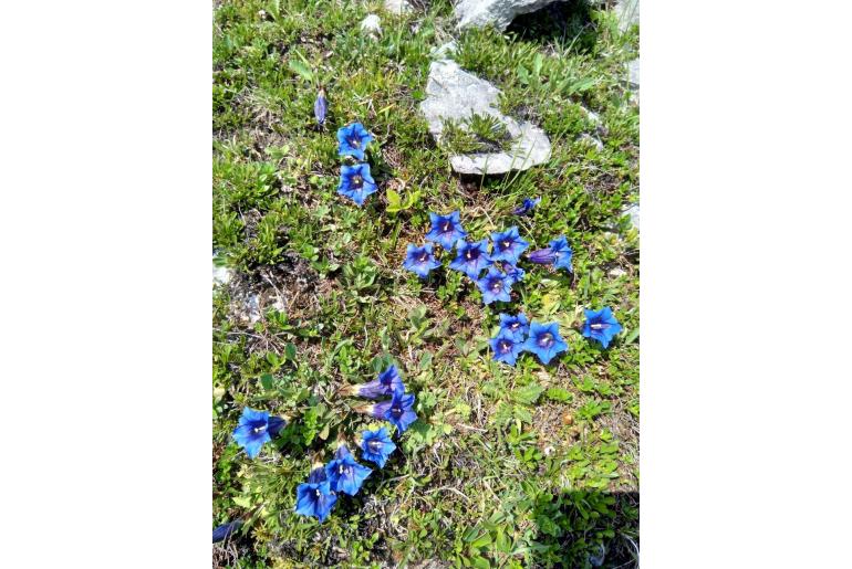 Gentiana clusii -7375