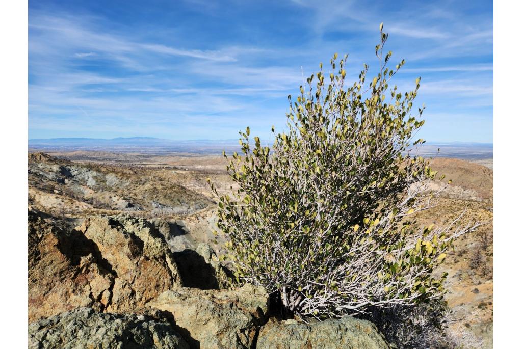 Gladde bergcercocarpus