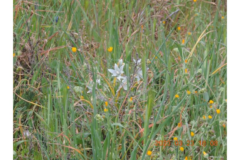 Ornithogalum nutans -7385