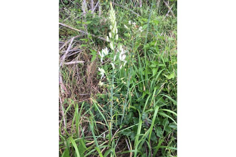 Ornithogalum pyramidale -7386