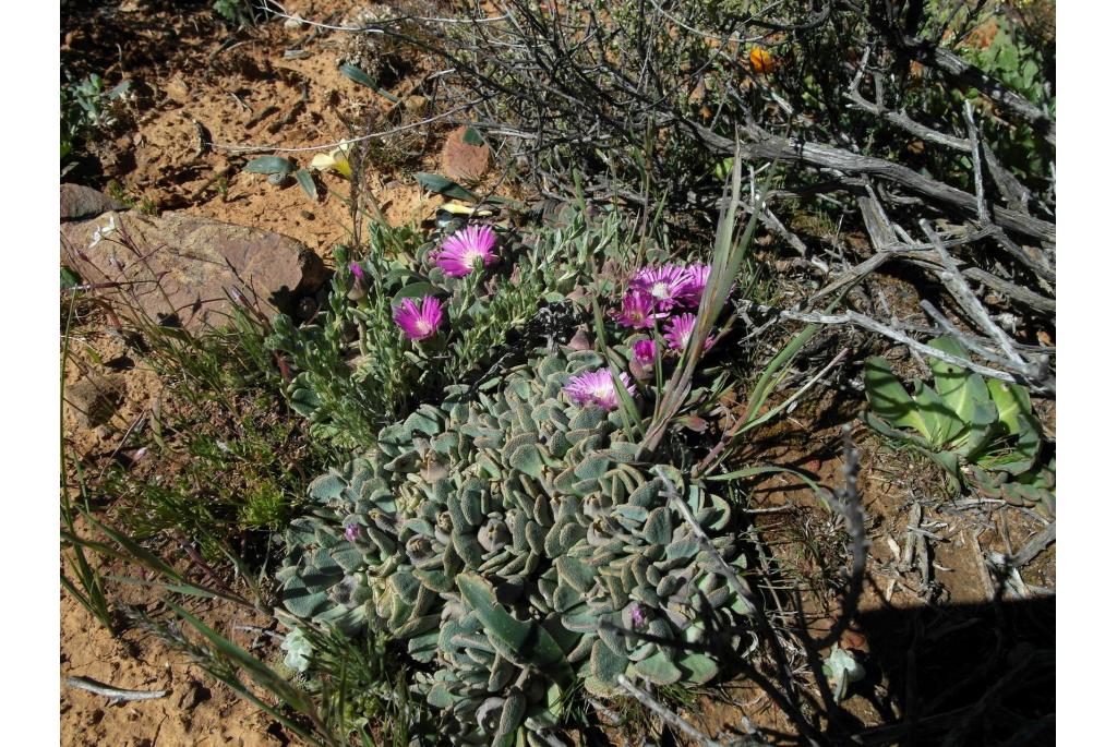 Schutblad aloinopsis