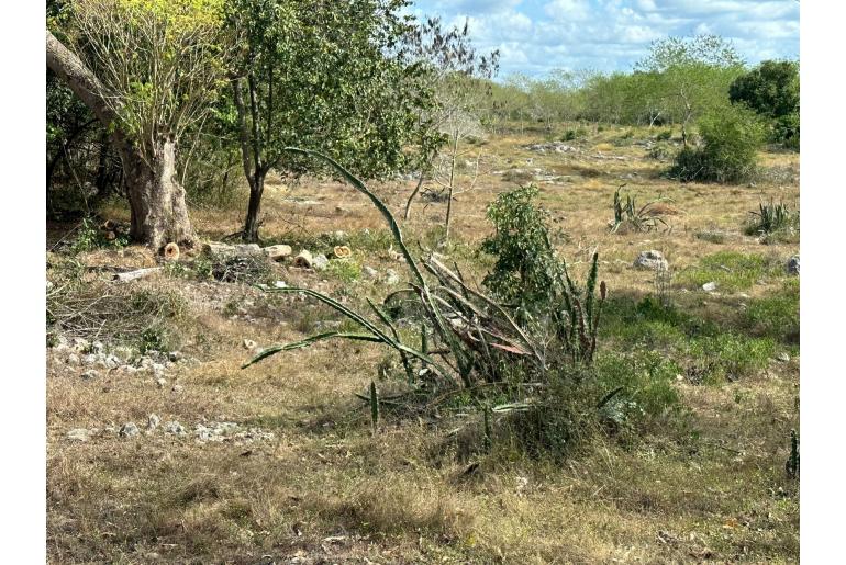 Acanthocereus tetragonus -7412