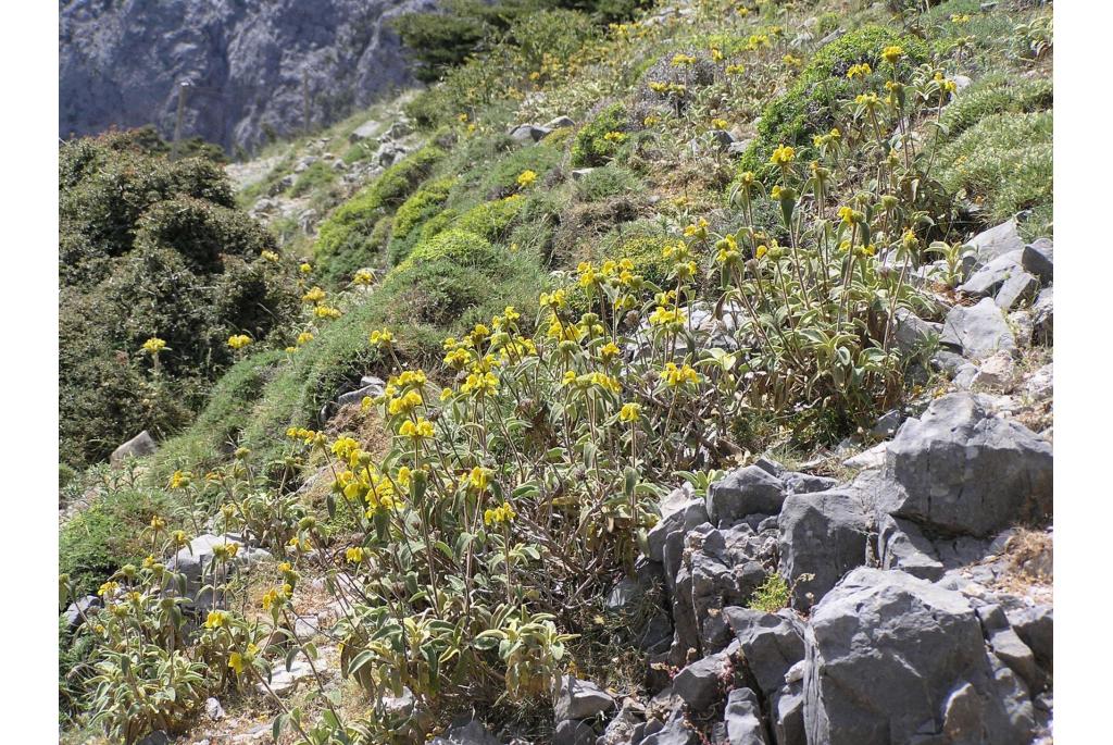 Kreta Phlomis