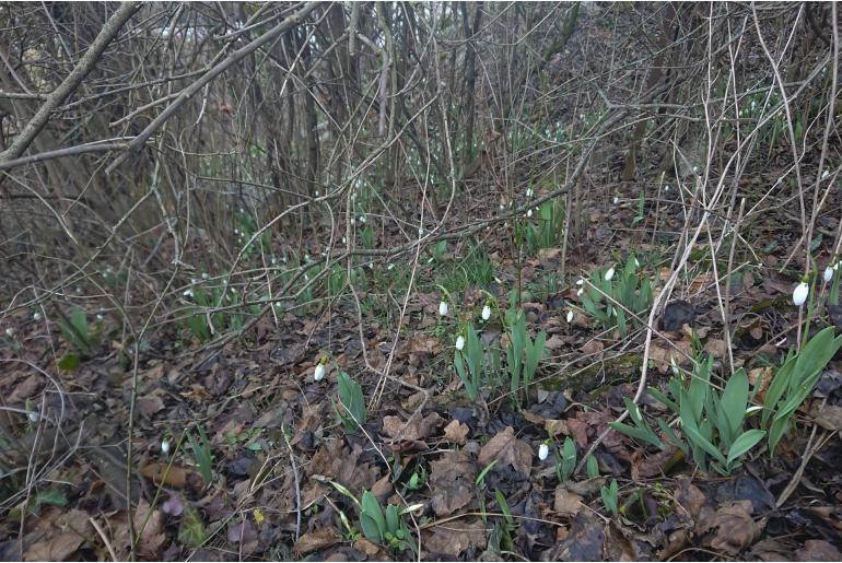 Galanthus elwesii -7434