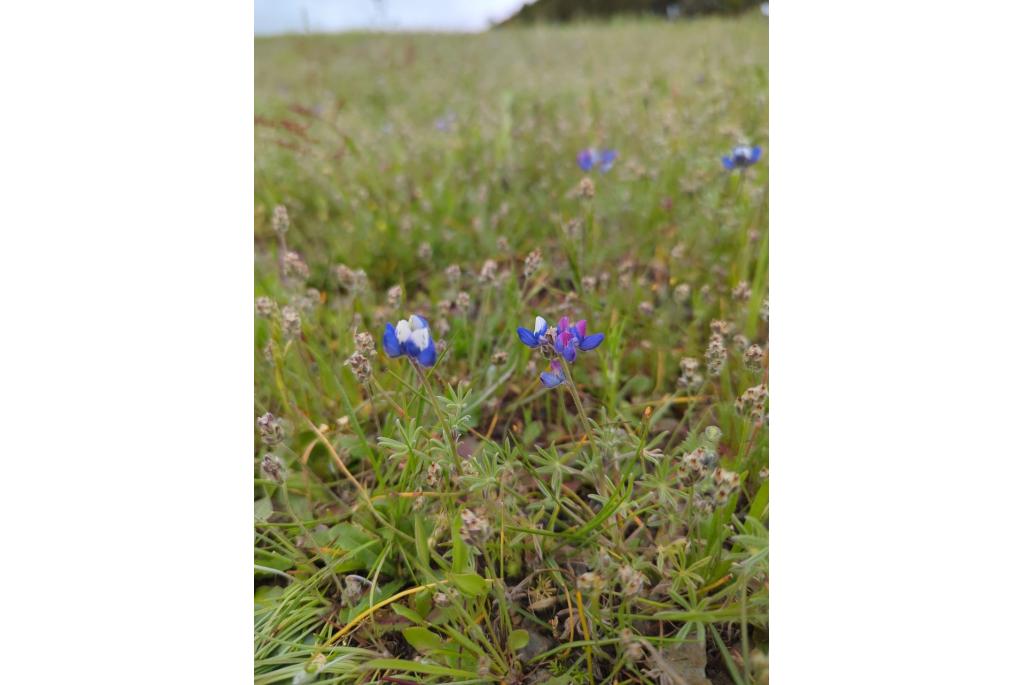 Tweekleurige lupine