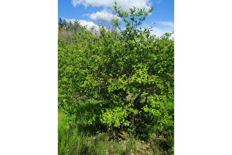 Crataegus germanica -7462