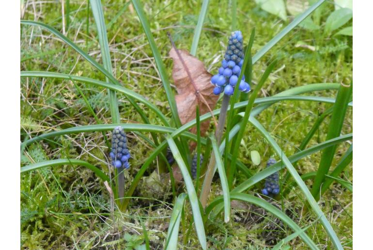 Muscari armeniacum -7466