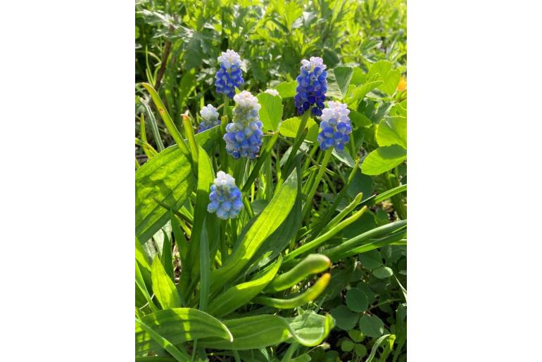 Muscari aucheri -7467