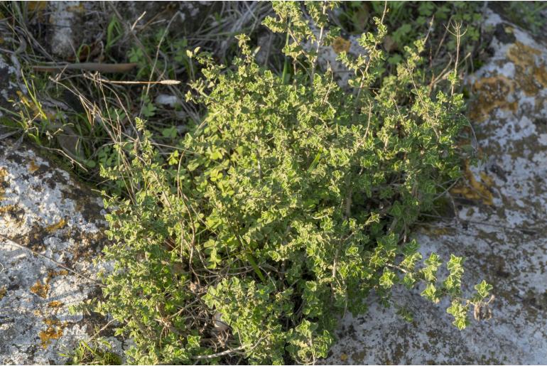 Origanum onites -7472