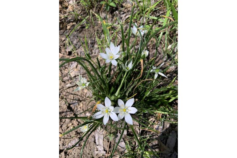 Ornithogalum umbellatum -7473