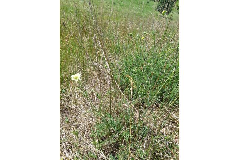 Scabiosa ochroleuca -7487