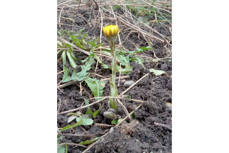 Tussilago farfara -7506