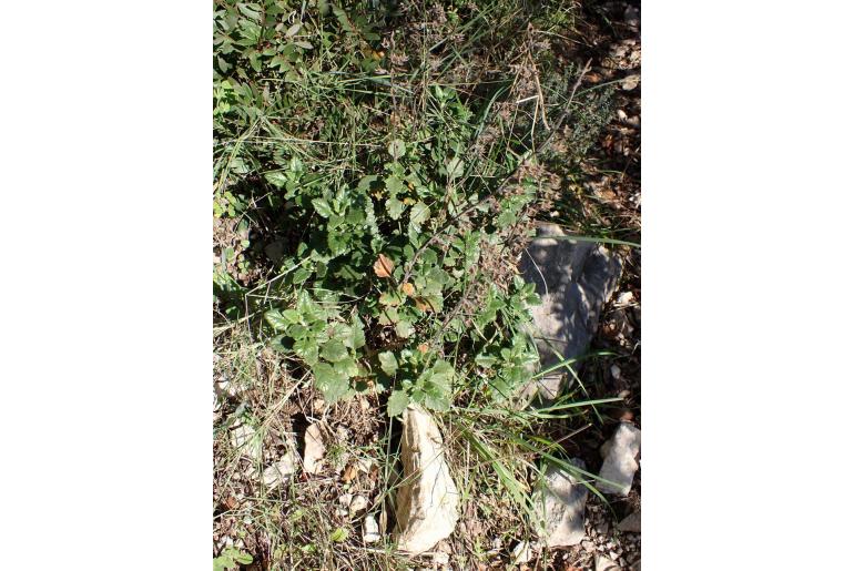 Teucrium flavum ssp flavum -7517