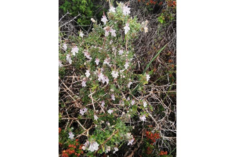 Teucrium brevifolium -7519