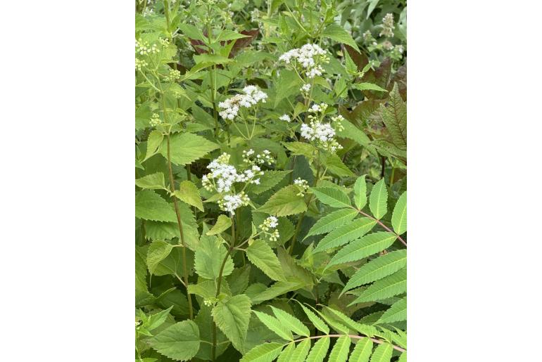 Ageratina altissima -7521