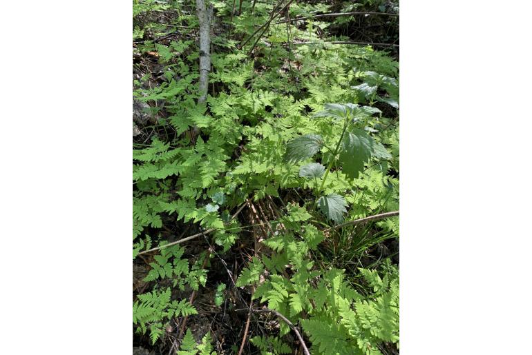 Gymnocarpium dryopteris -7526