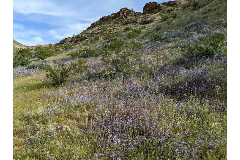 Phacelia tanacetifolia -7536