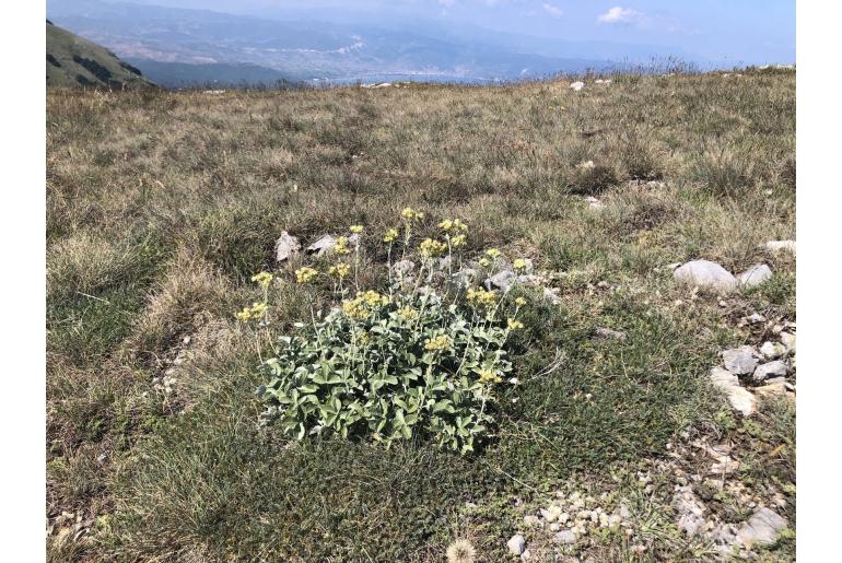 Potentilla speciosa -7544