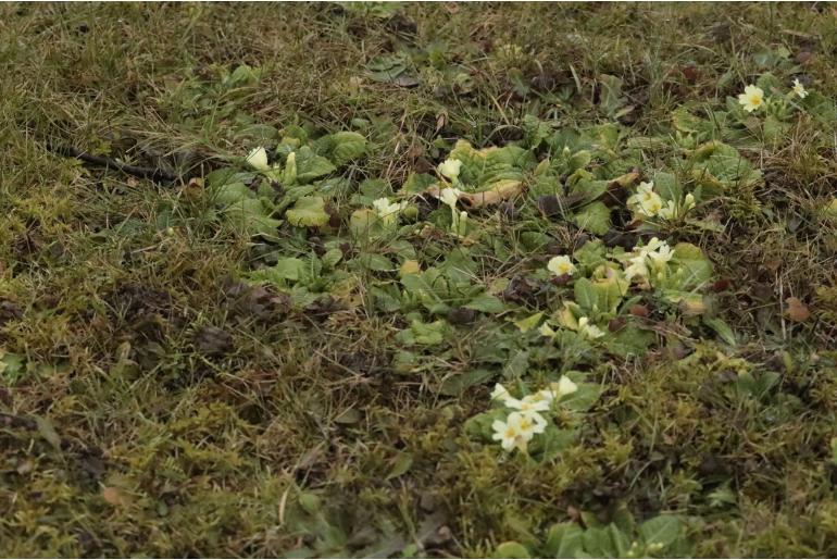 Primula vulgaris -7545