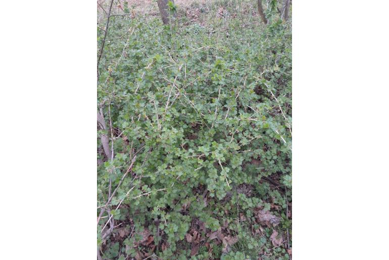 Ribes uva-crispa -7559