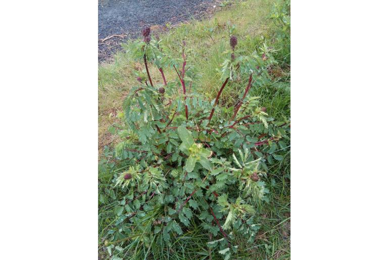 Sanguisorba officinalis -7567