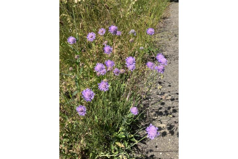 Scabiosa columbaria -7572