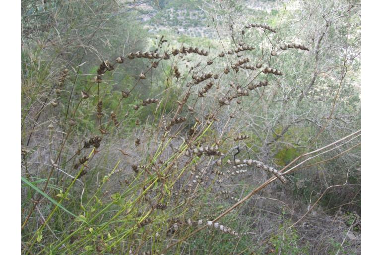 Sideritis perfoliata -7581