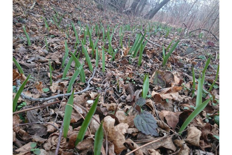 Tulipa sylvestris -7592