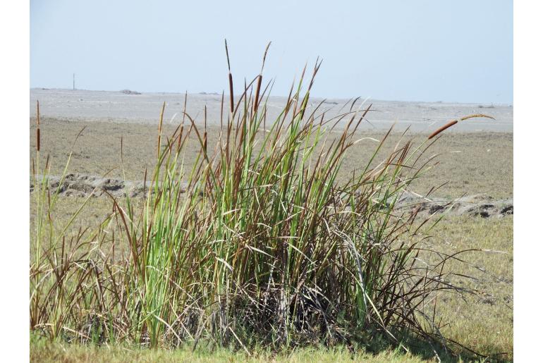 Typha angustifolia -7593