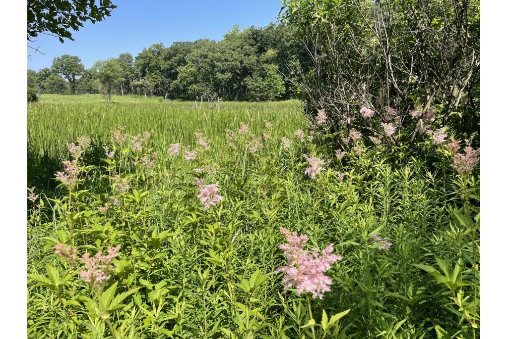 Purperen spirea