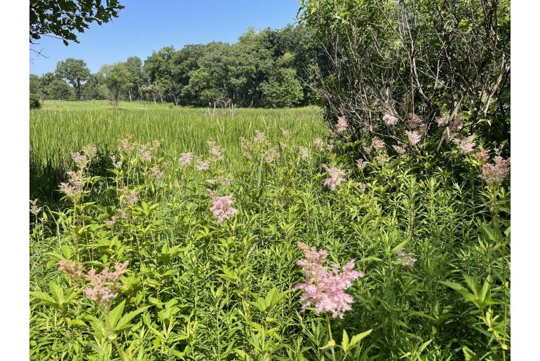 Filipendula rubra -7604