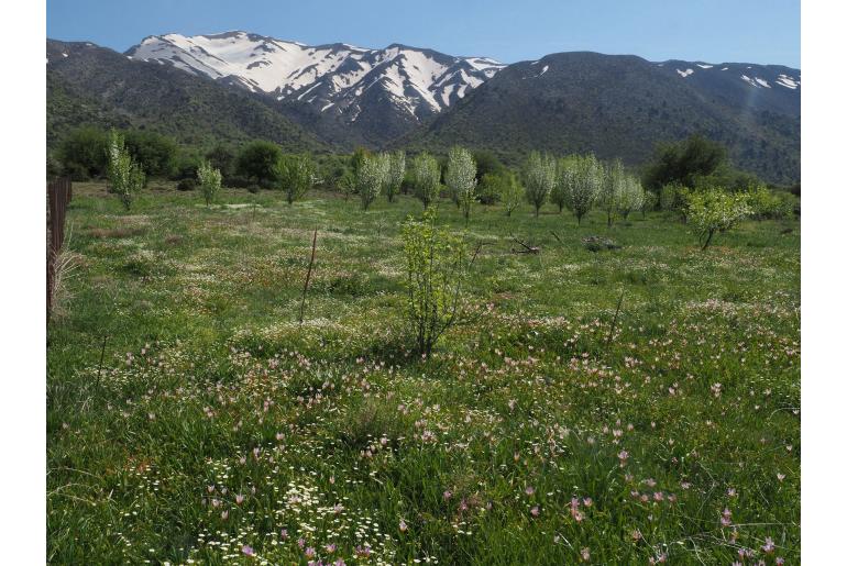 Tulipa saxatilis -7610