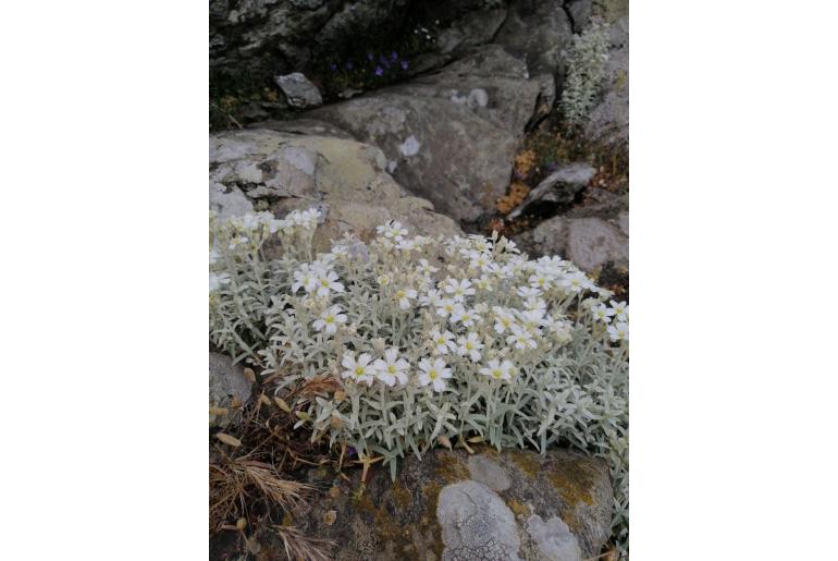 Cerastium candidissimum -7627