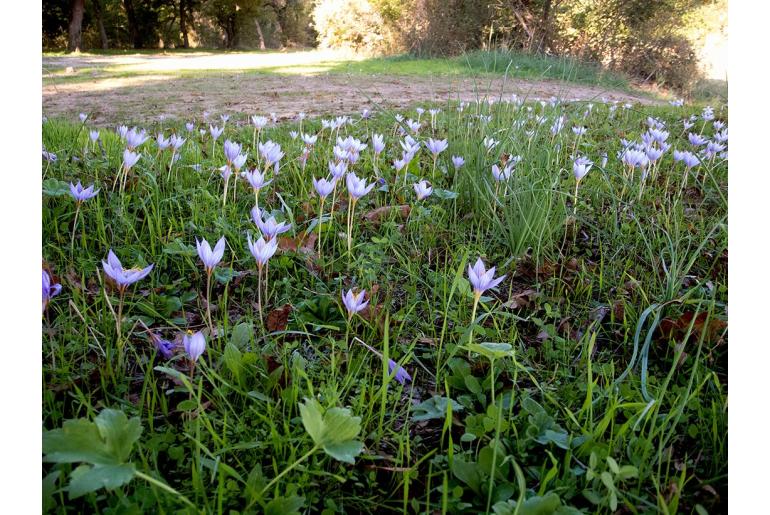 Crocus pulchellus -7631