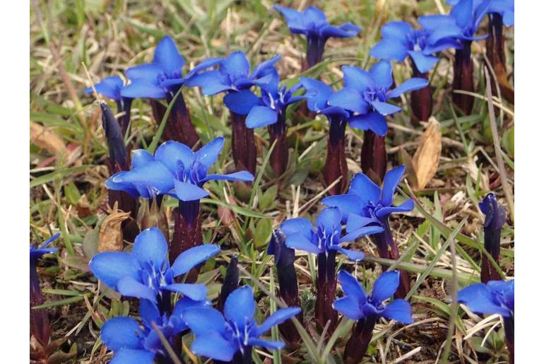 Gentiana verna -7638