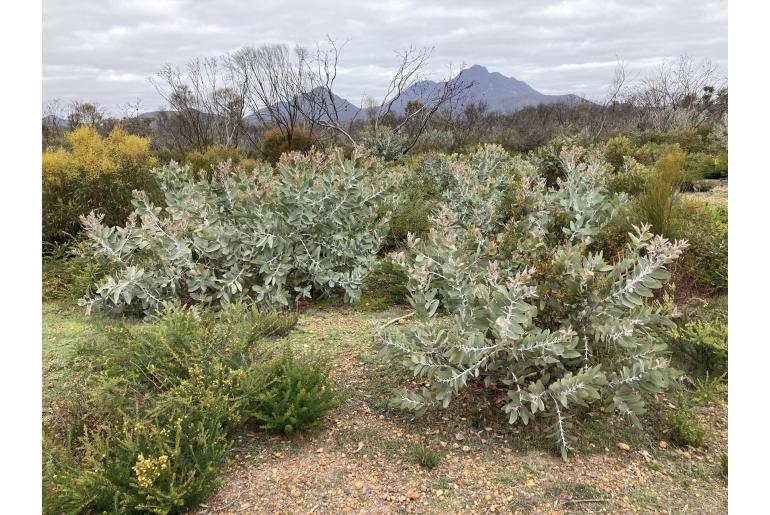 Eucalyptus pleurocarpa -7647