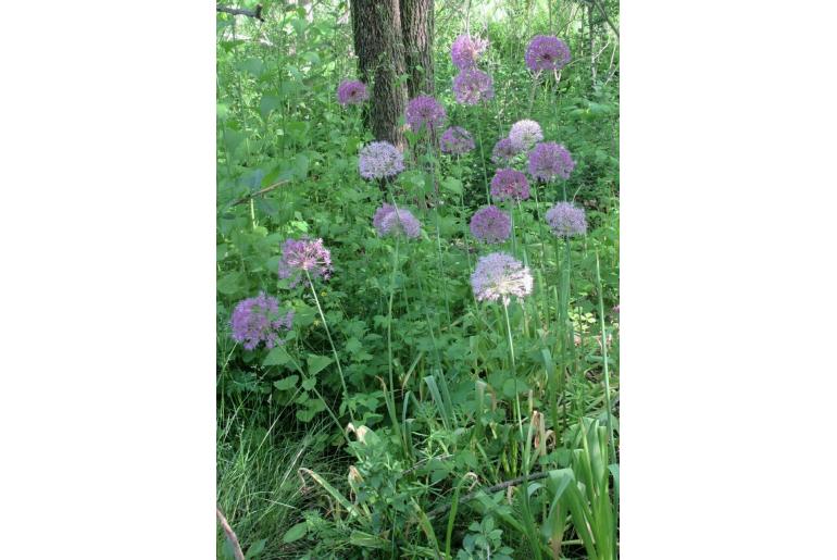 Allium giganteum -7650