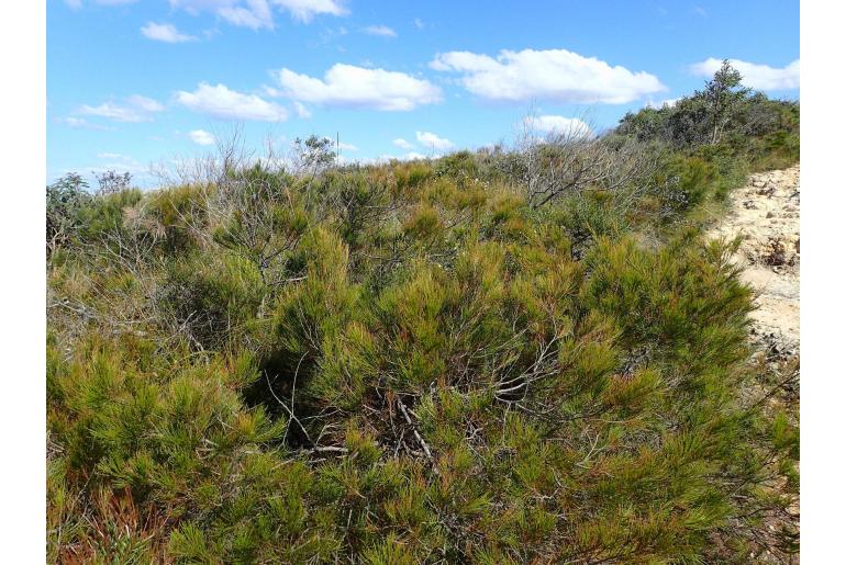 Allocasuarina thalassoscopica -7679