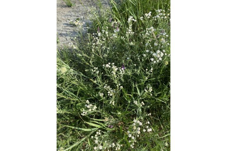 Achillea ptarmica -7698