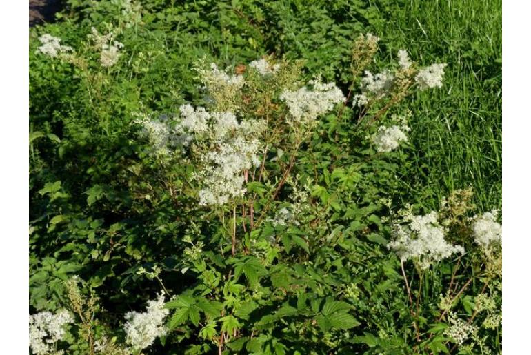 Filipendula ulmaria -7714