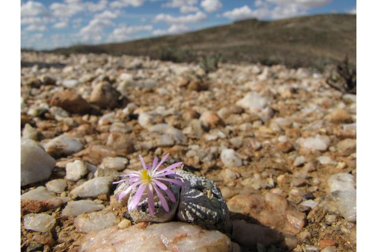 Conophytum minutum var pearsonii -7715