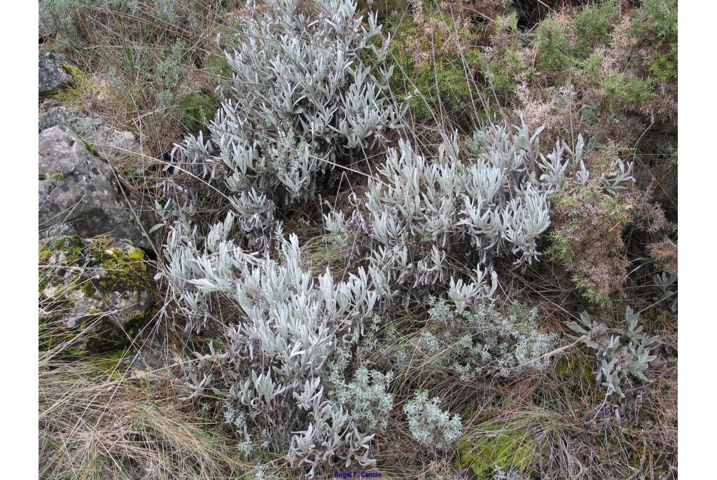 Wollige lavendel