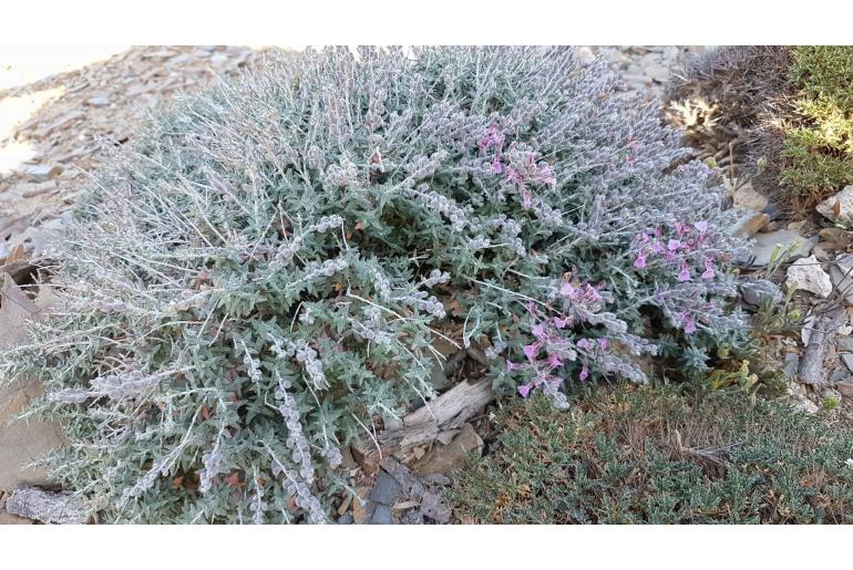 Teucrium subspinosum -7728