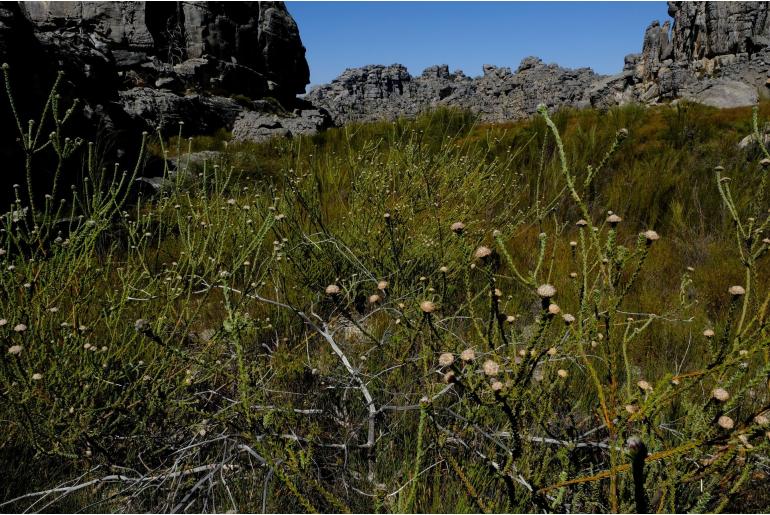 Leucadendron dubium -7733