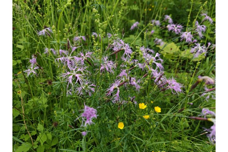 Dianthus superbus -7734