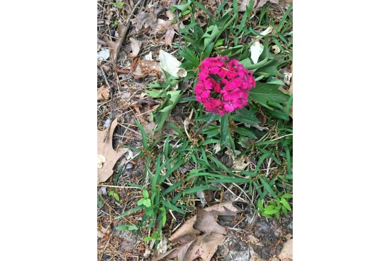 Dianthus barbatus -7736