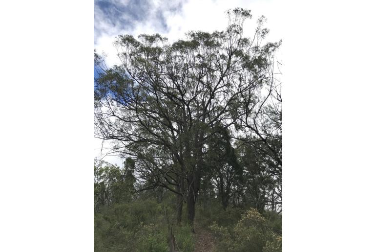 Eucalyptus sparsifolia -7743